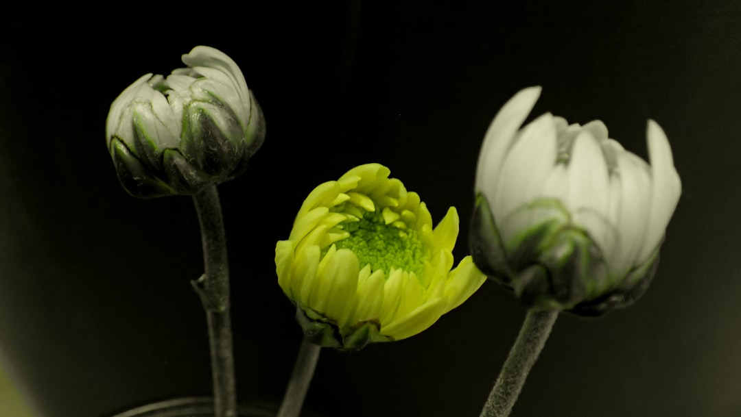 Unleash Your Green Thumb: Crafting a Mini Succulent Oasis