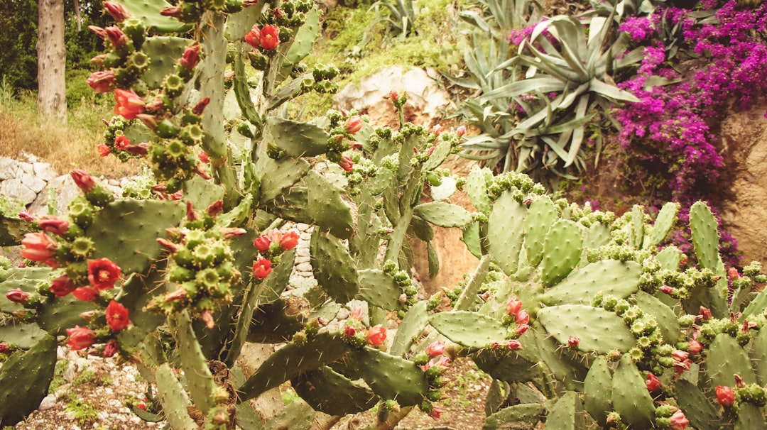 Unveiling the Wonders of Orach in Your Edible Garden