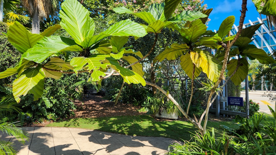 The Secret to Thriving Roses: Fertilization Insights