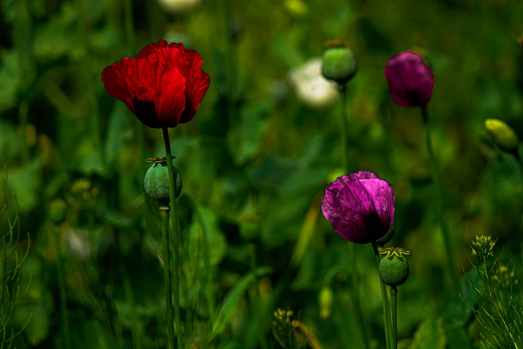 Unveiling the Secrets to a Spacious Small Garden