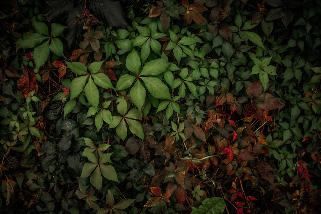 Transform Your Yard into an Enchanting Oasis