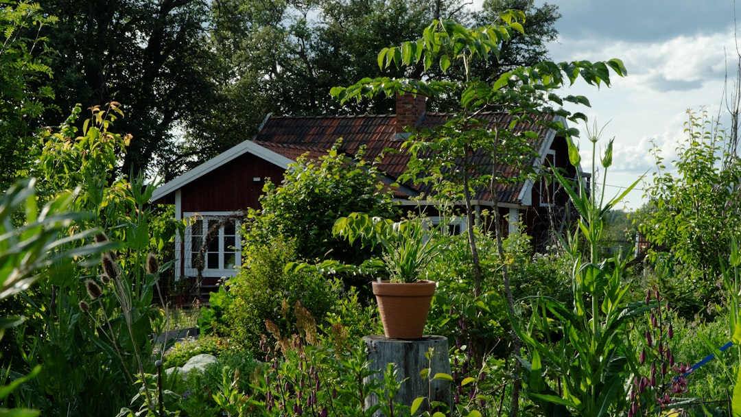 Debunking the Poinsettia Myth: A Safe Choice for Homes