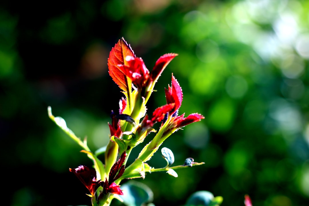 Unveiling the Secrets of the Majestic Tulip - Flowered Native Tree