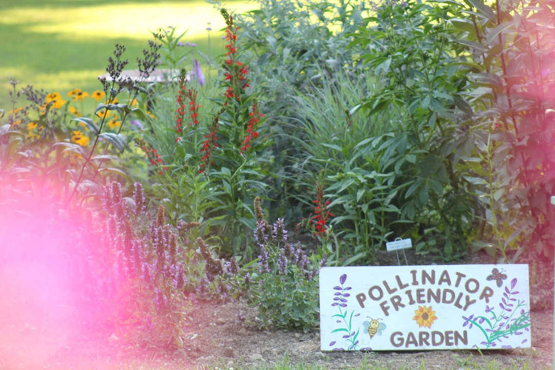 The Hidden Gem of Gardening: Low - Maintenance Annual Cuphea