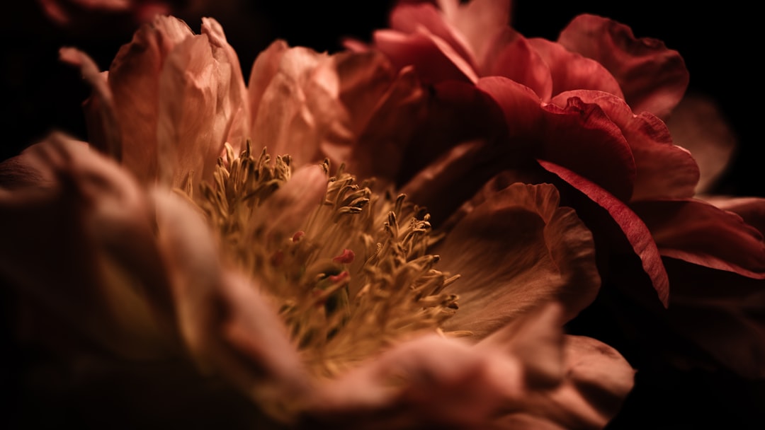 The Ever - Blooming Tokens of Affection: Heart - Shaped Houseplants