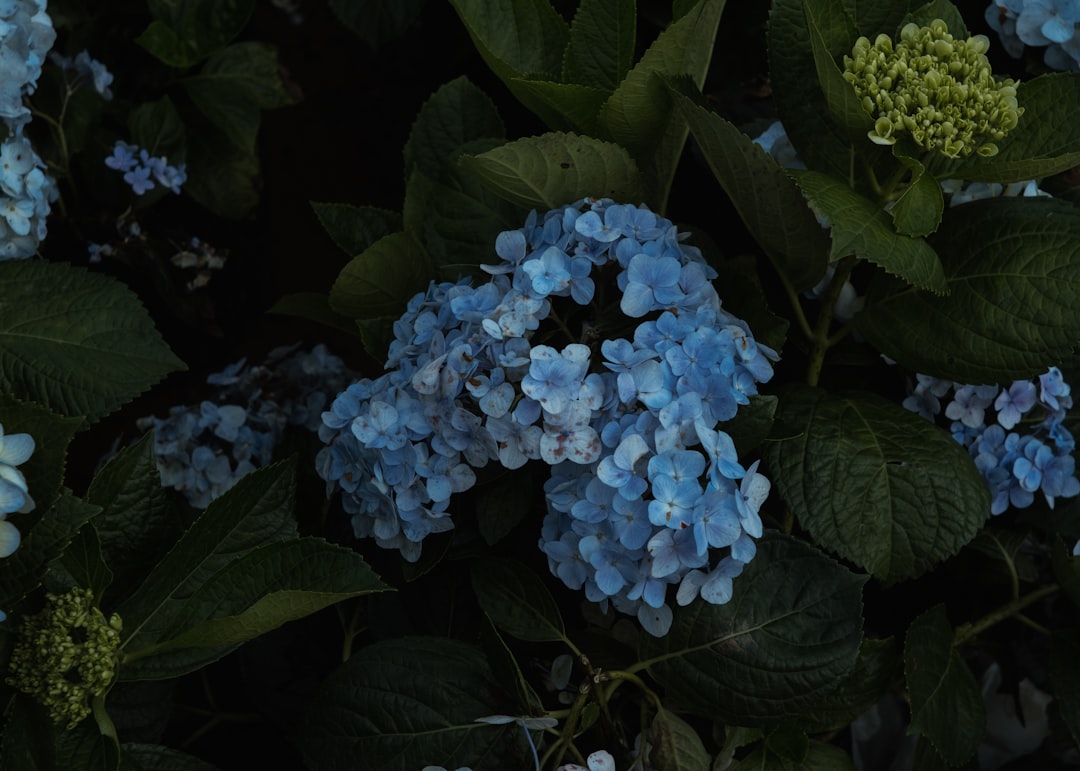 Orchids on display in a shop