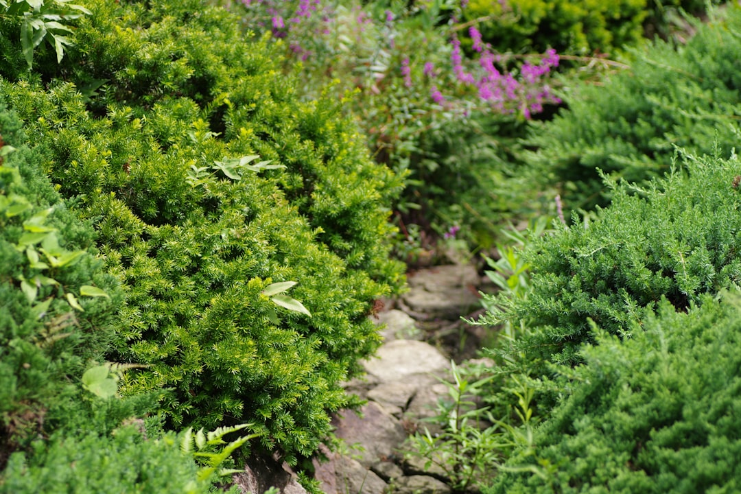 The Dos and Don'ts of Summer Tree Pruning