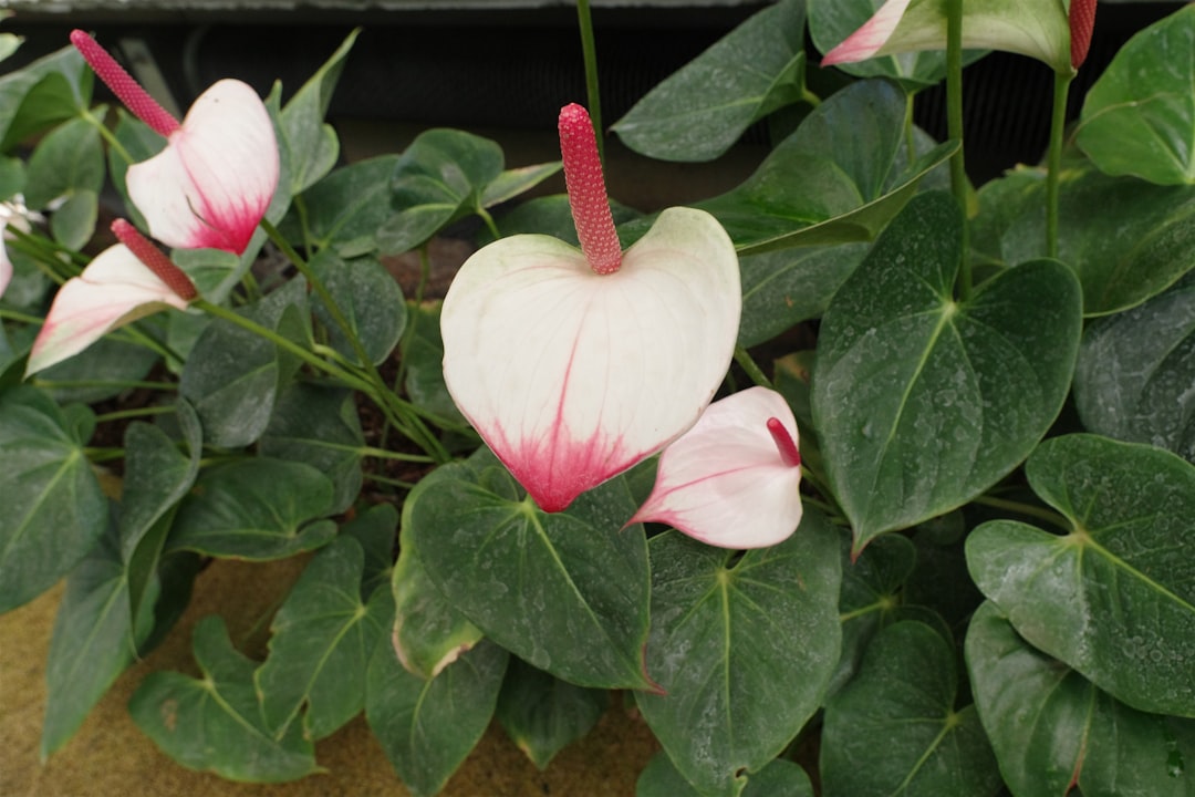 The Allure of the Raven ZZ Plant: A Houseplant Revolution