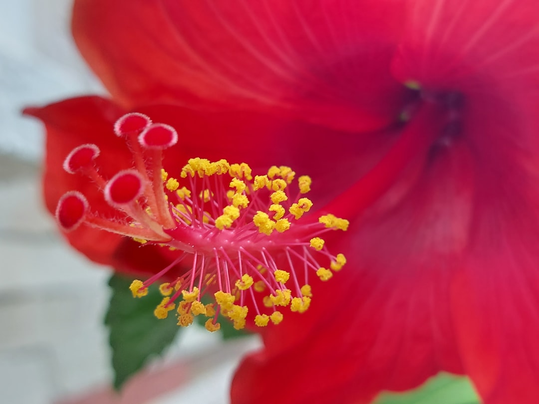 The Resilient Wonder of Indoor Gardening