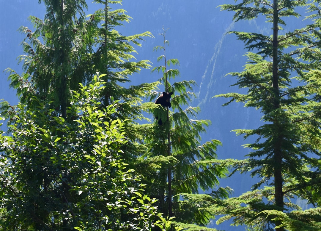 The Secret World of Annual Flower Seed Regrowth