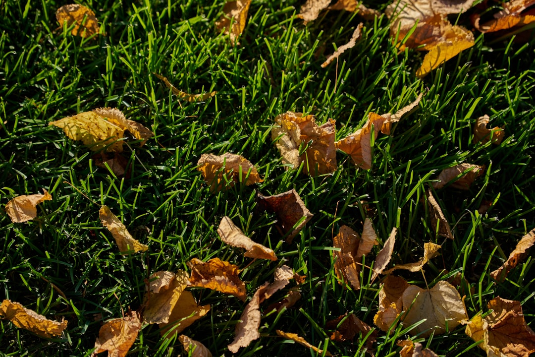 Unveiling the Secrets of Bulb Storage for a Thriving Next Year's Yard