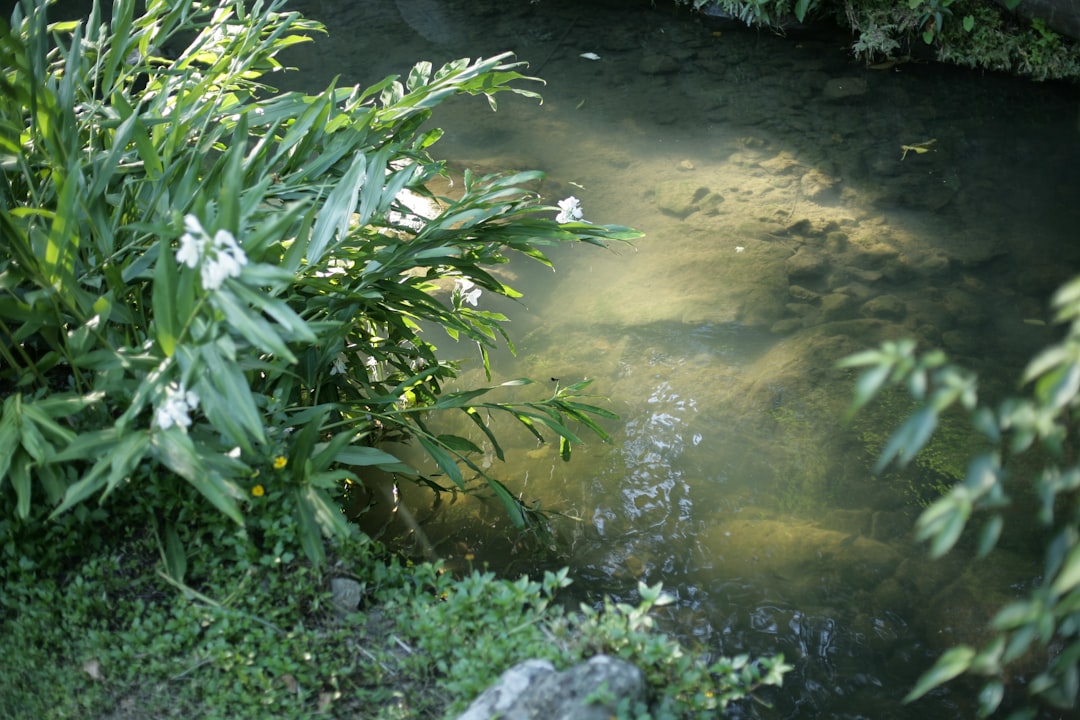 Reviving Your Fading Green Companions