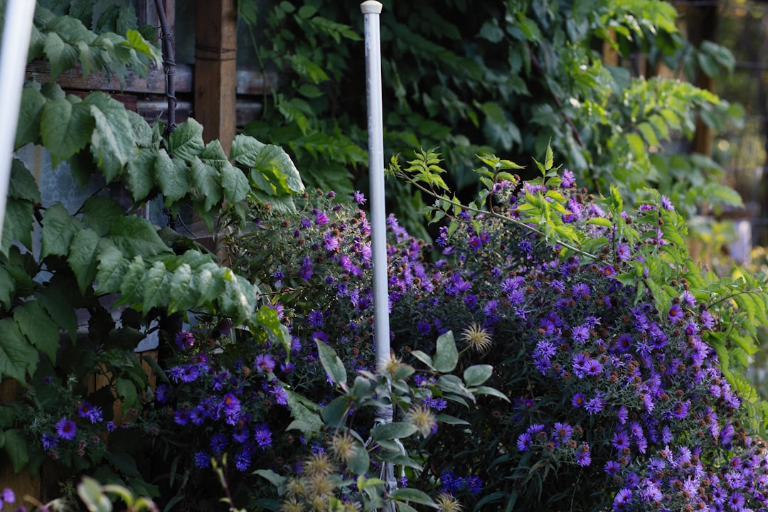 The Secret of Unsuccessful Plant Pairings in Your Edible Garden