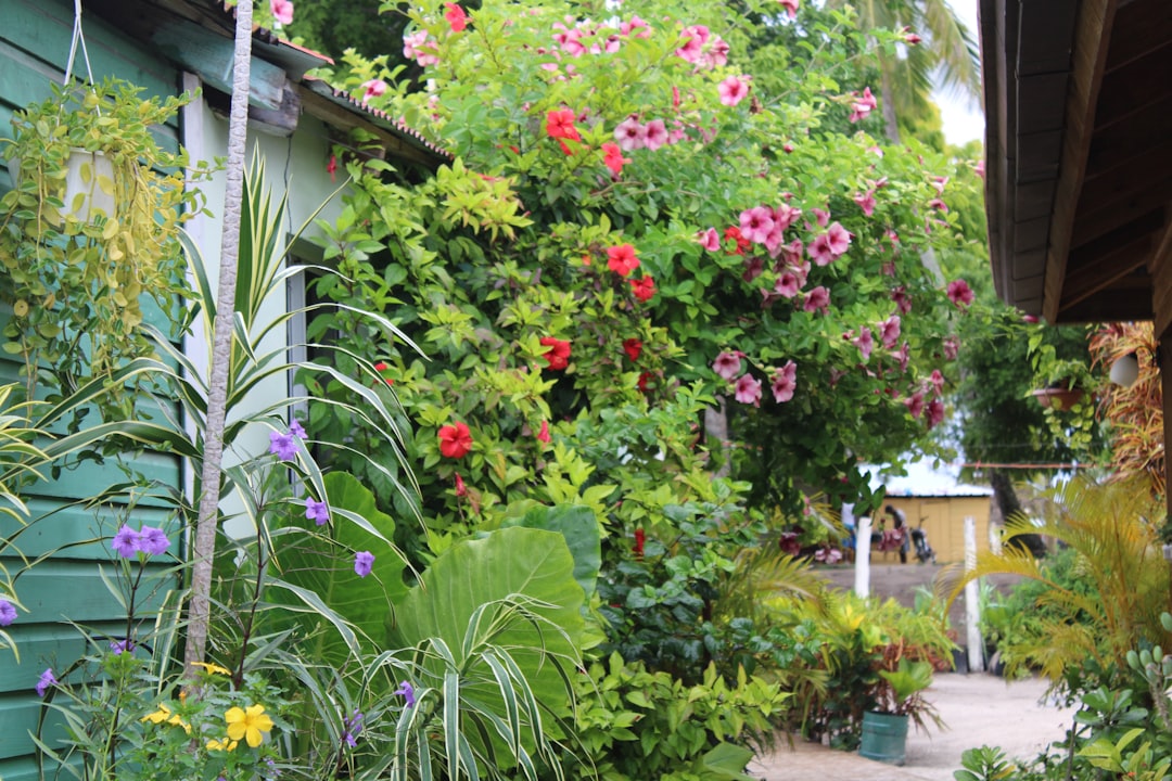 Vermiculite: A Key Element in Container Gardening Decisions