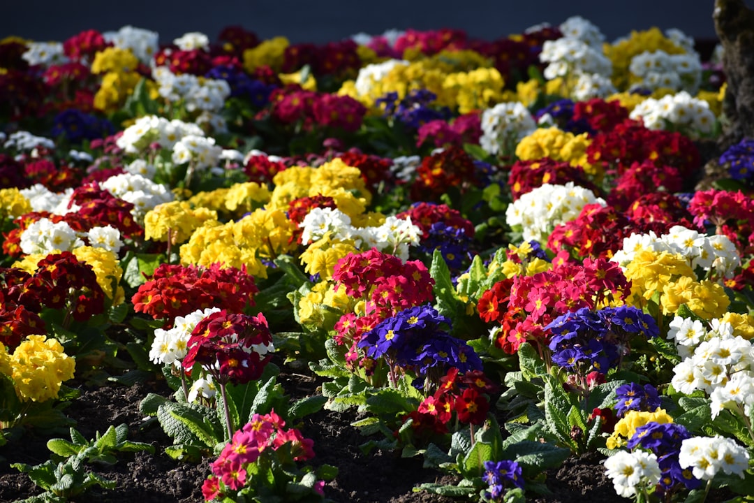 The Secret to a Dazzling Daffodil Display Next Year