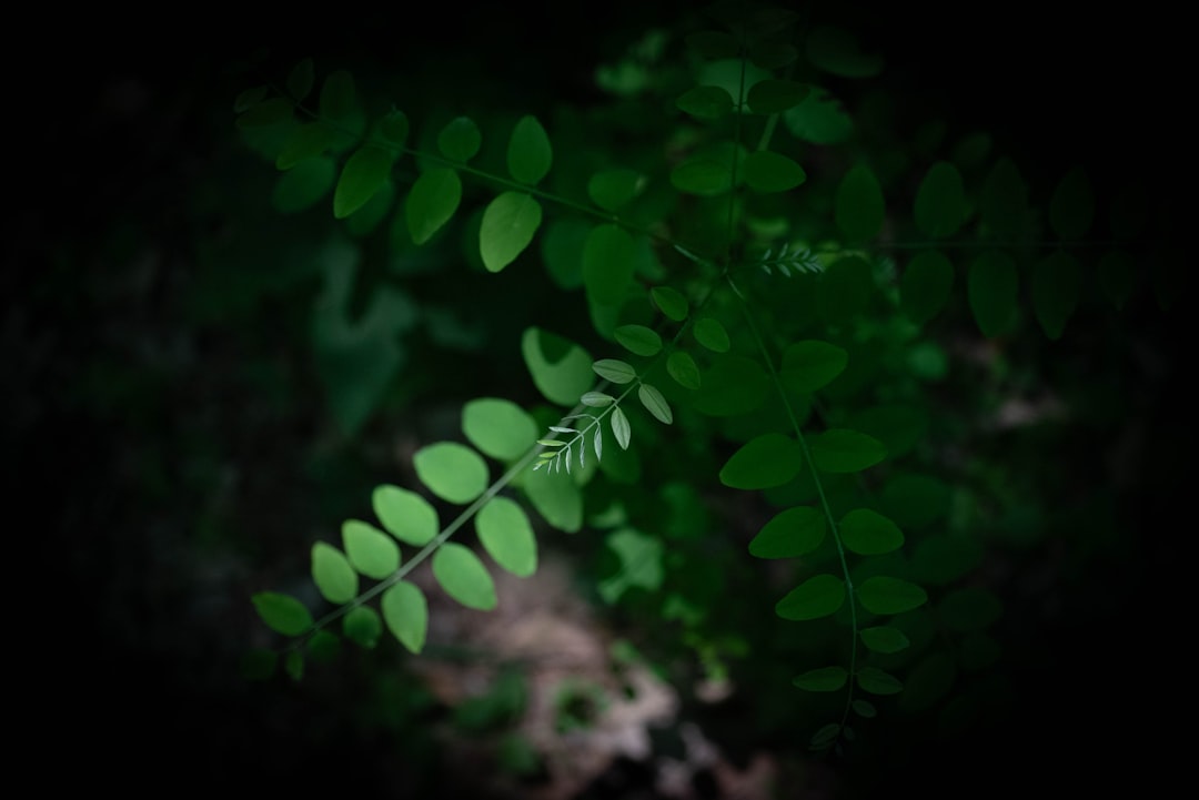 Unveiling the Beauty of American Mountain Ash in Your Garden