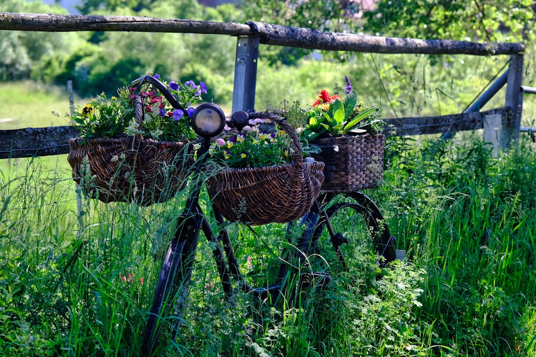 Unleashing the Beauty of Perennial Black - Eyed Susans in Your Garden