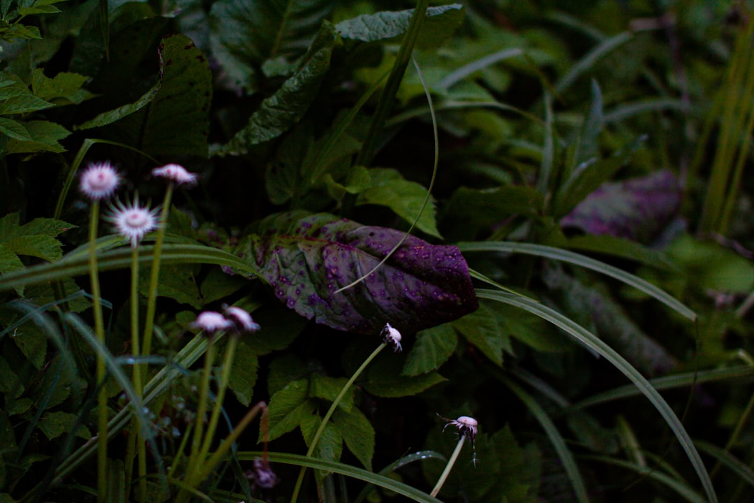 Transform Your Strawberry Pot into an Herb Haven