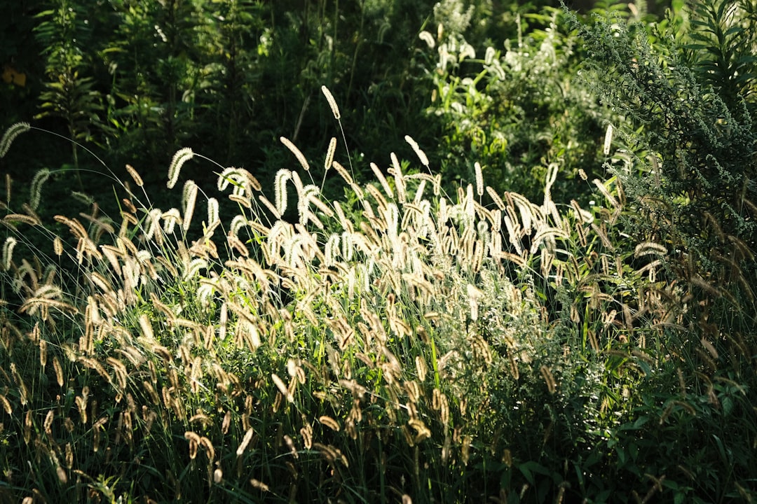 The Hidden Gem of Shade Gardens: Mondo Grass