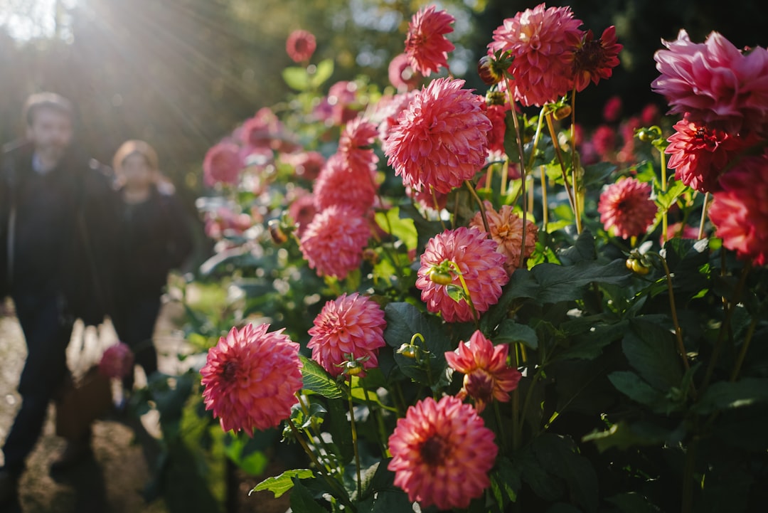 Unveiling the Secrets of a Charleston Garden Revival