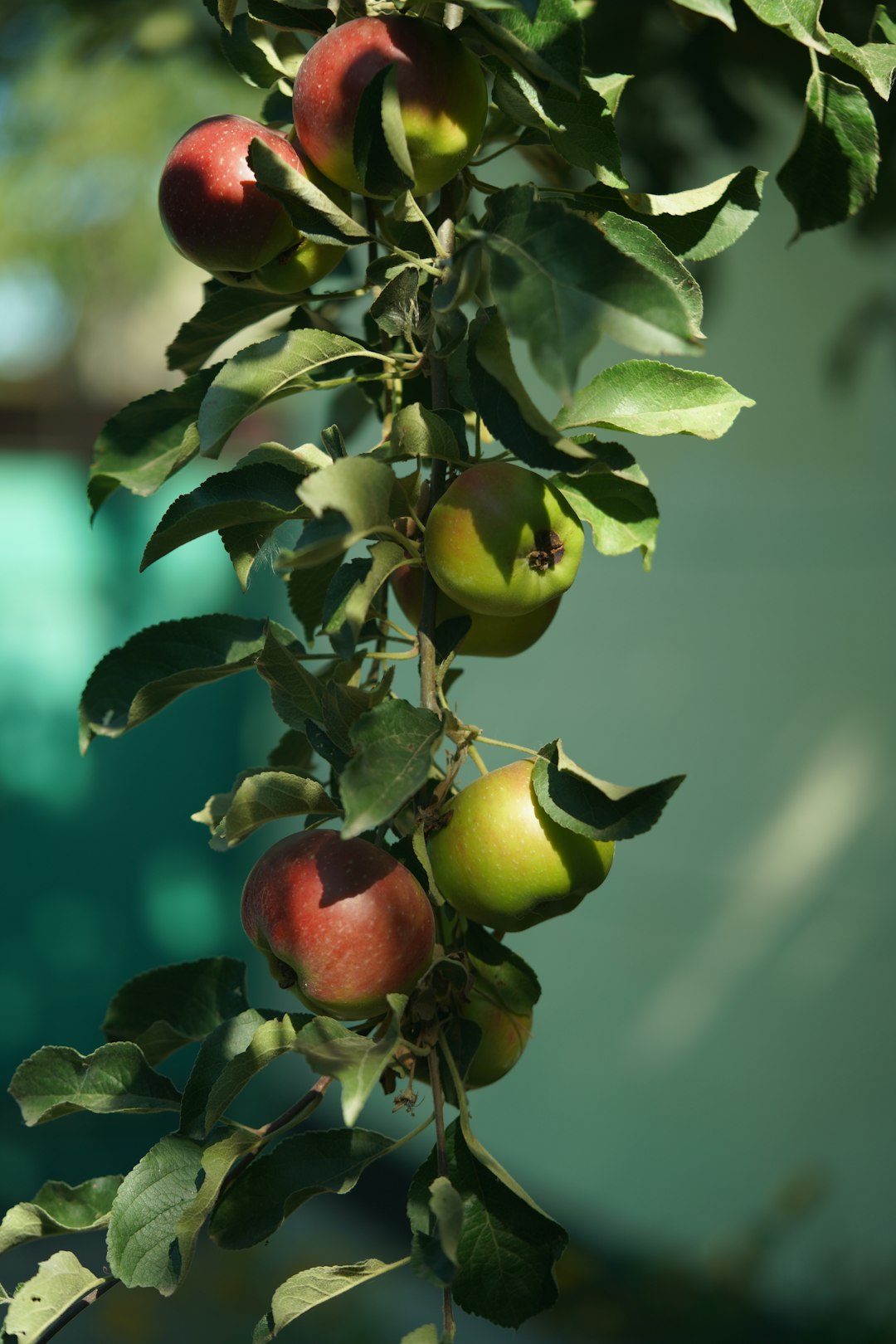 Mastering the Art of Pruning Pear Trees