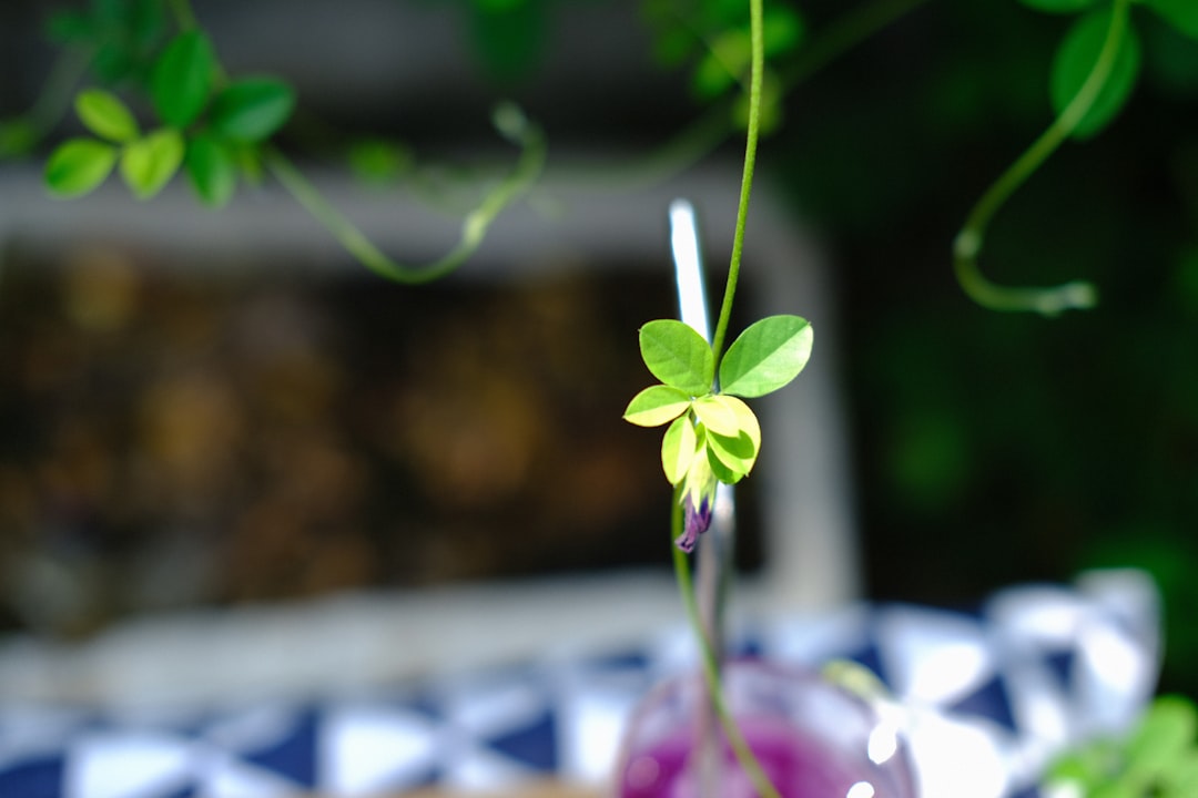 The Hidden Dangers of Invasive Plants and Your Yard's Defense