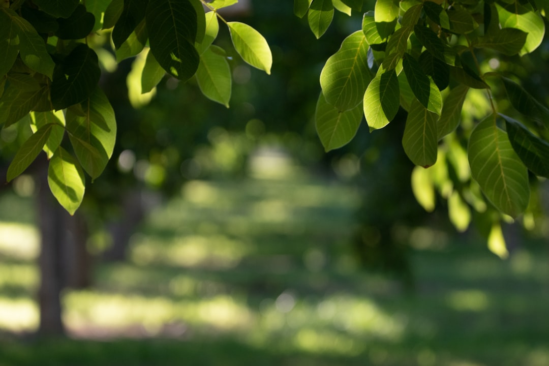 The Allure of Bee Balm in Your Garden