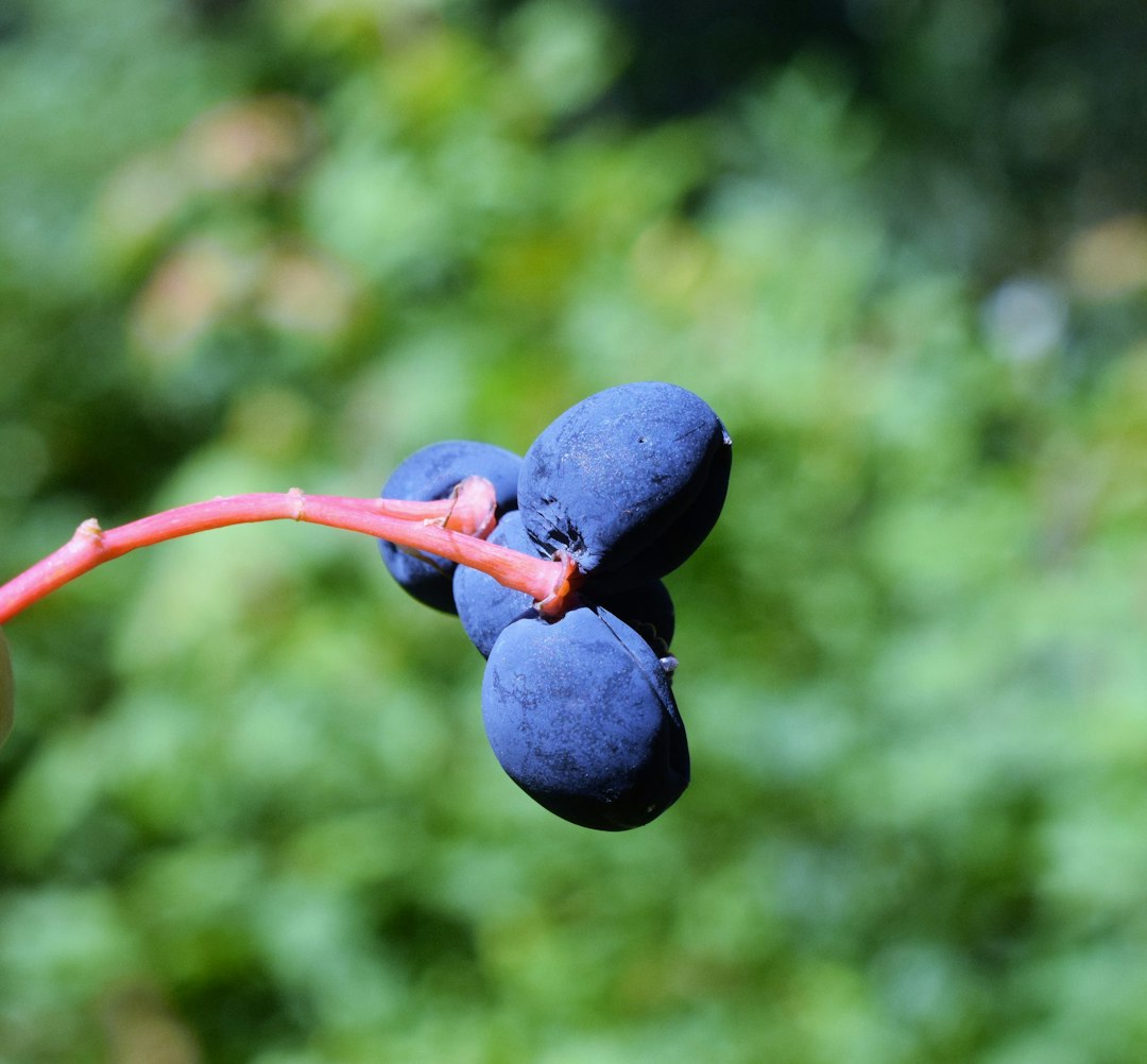 Unleash the Potential of Your Cucumber Vines: The Art of Pruning