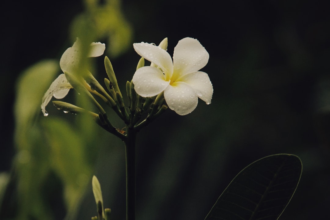 Unveiling the Mysteries of Hydrangea Health: Troubleshooting and Care