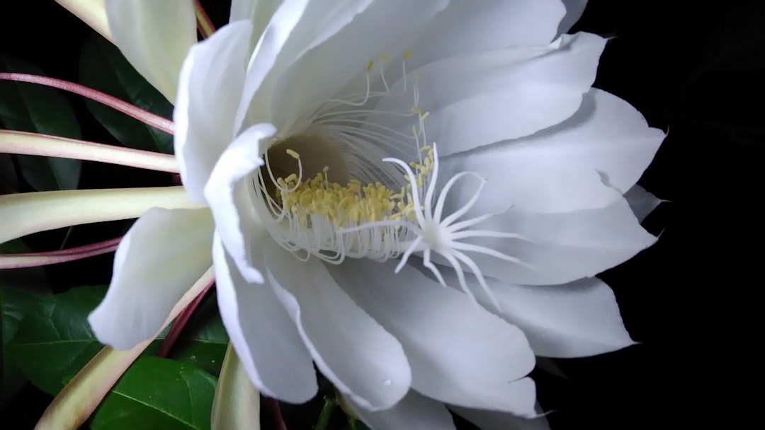 The Magic of Partnering Plants in Your Edible Garden