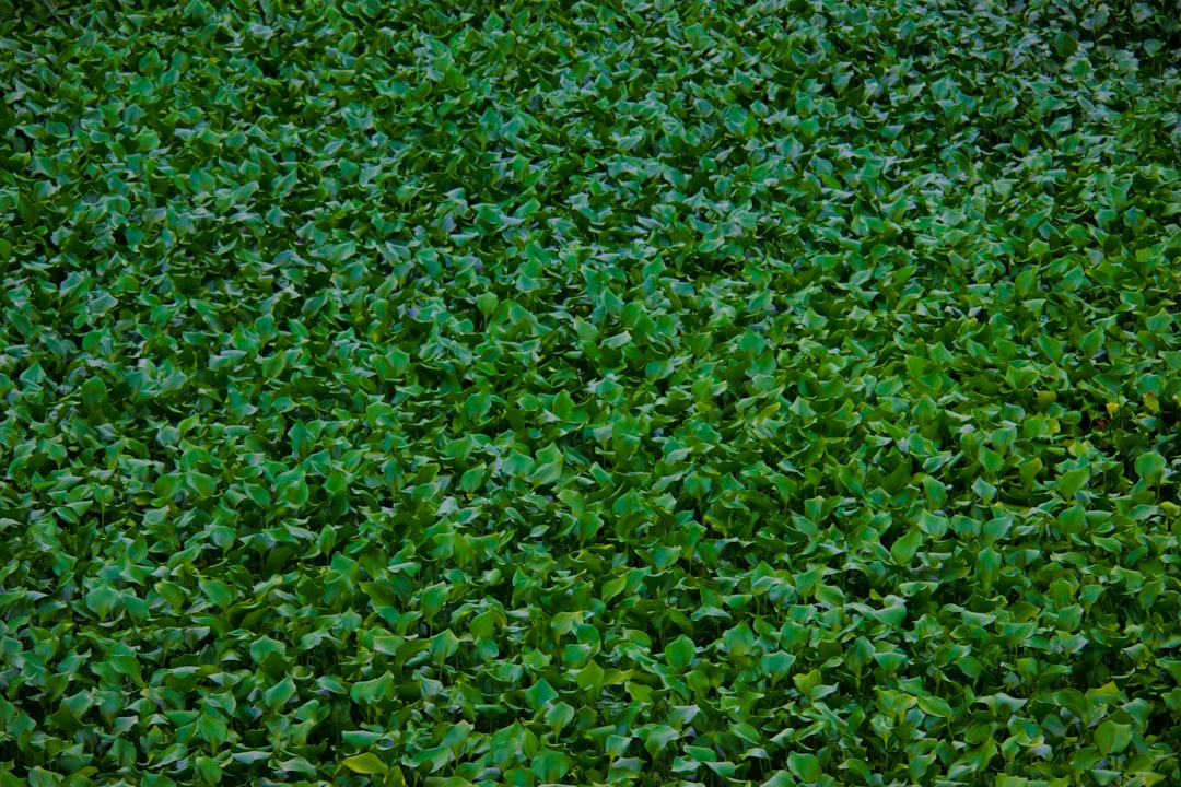 The Magic of Diatomaceous Earth in Organic Gardening