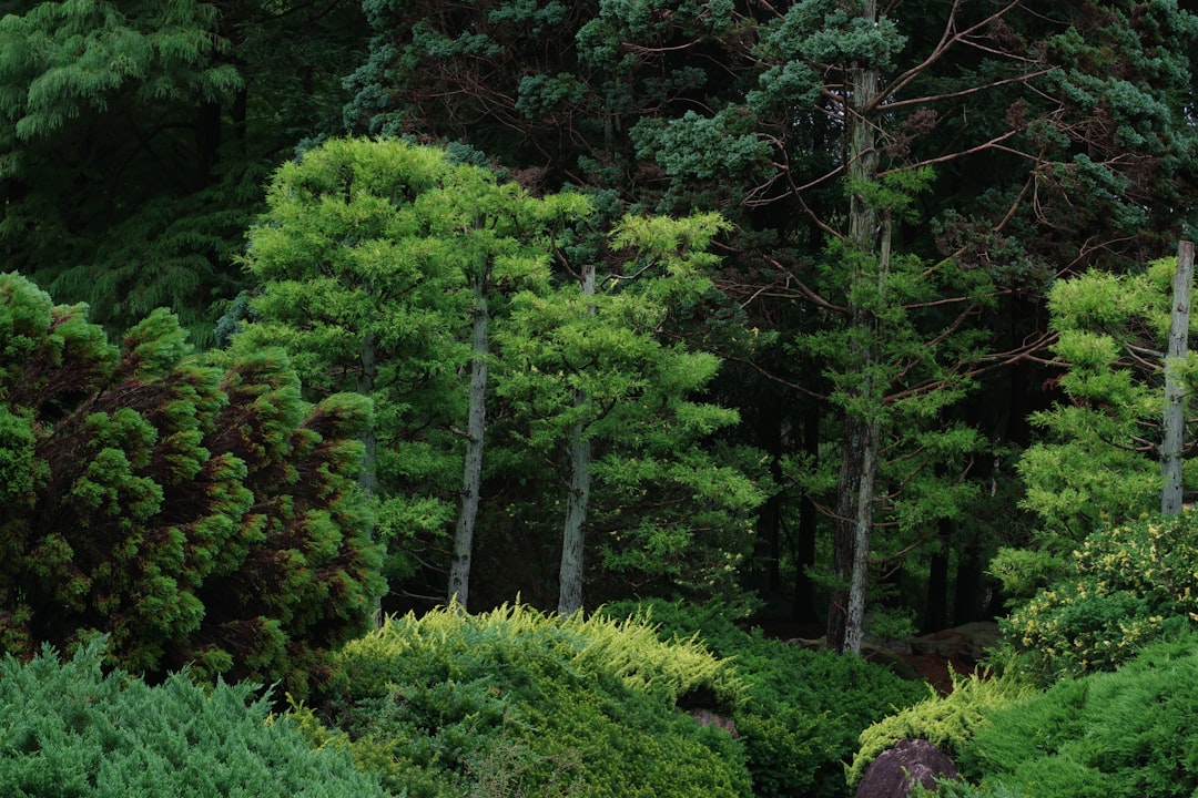 The Enchanting Allure of Wall Rock Cress in Your Garden