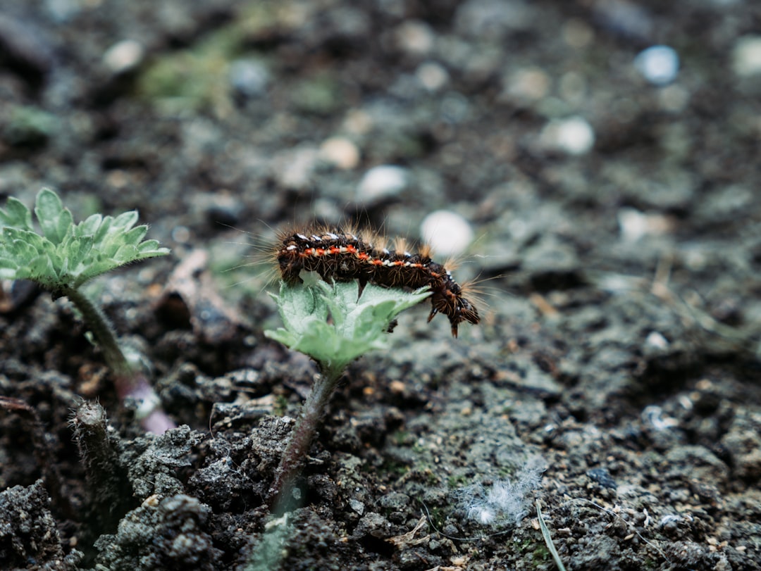 The Secret of Choosing the Right Tomatoes for Your Edible Garden The Secret of Choosing the Right Tomatoes for Your Edible Garden