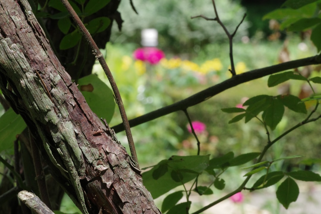 Unleashing the Potential of Your Clay Soil Garden