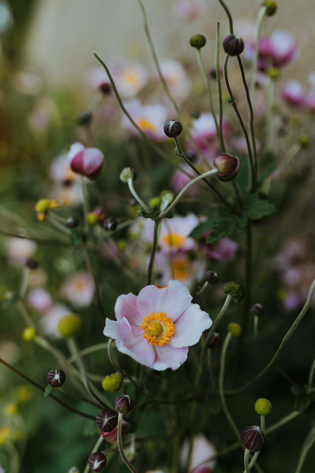 The Art of Mum Cultivation: A Comprehensive Guide