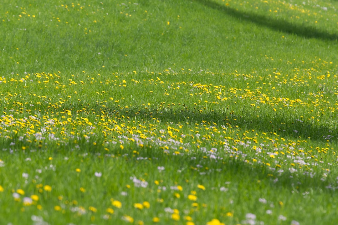 The Golden Charm of Your Garden: Yellow Bells