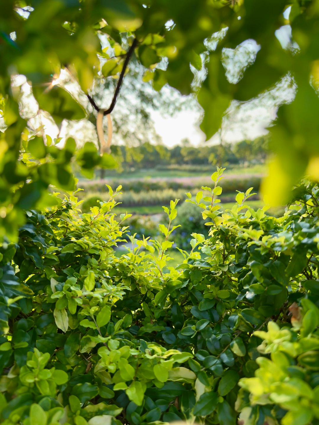 The Sweet Secret of Huckleberry Cultivation