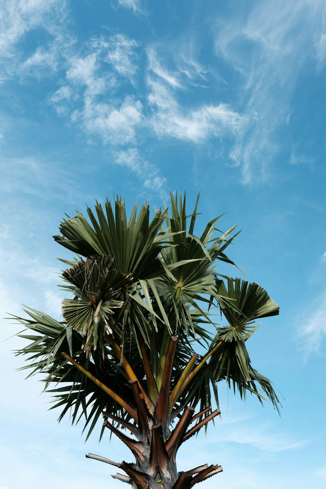 The Secret to Thriving Money Trees: Perfect Watering