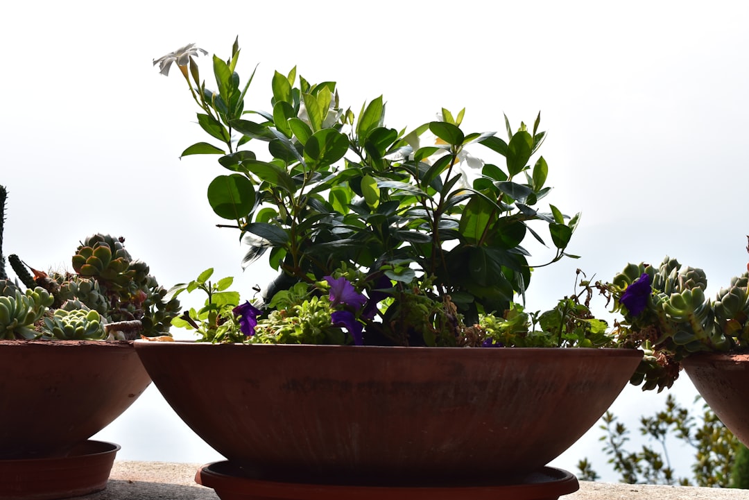Brightening Your Yard with Effortless Perennials