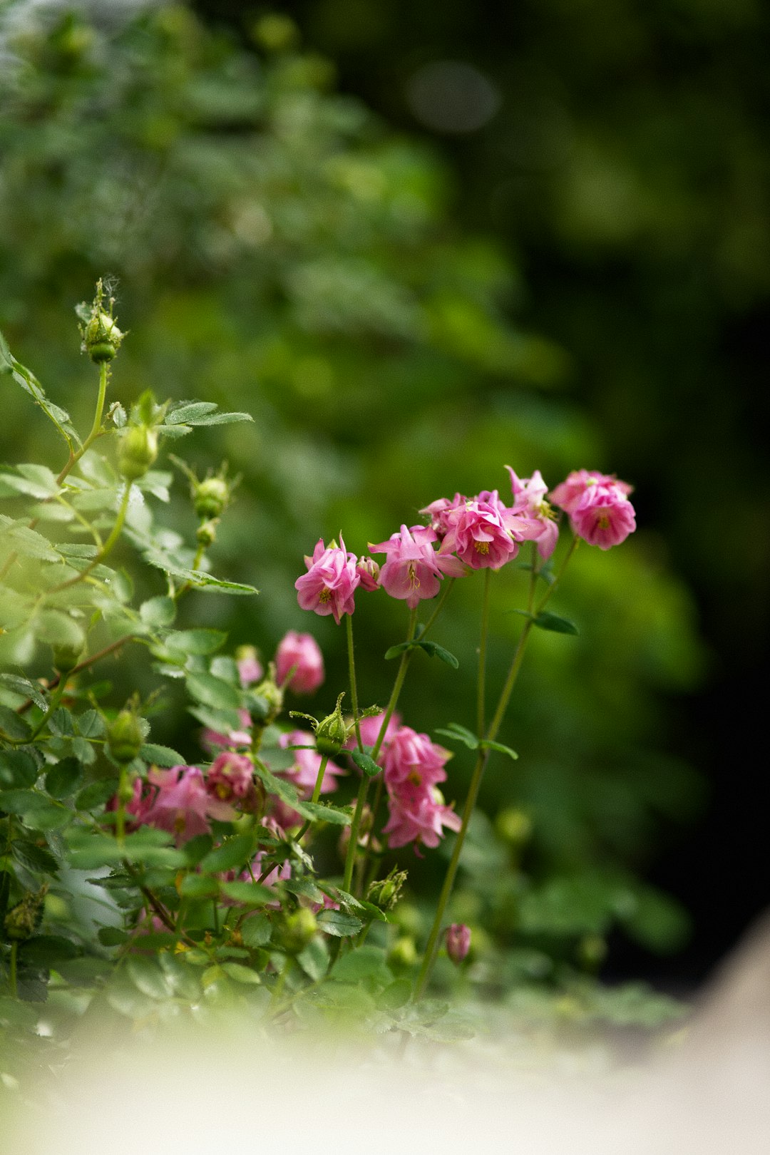 The Secret of Colorful and Invasion - Free Gardens