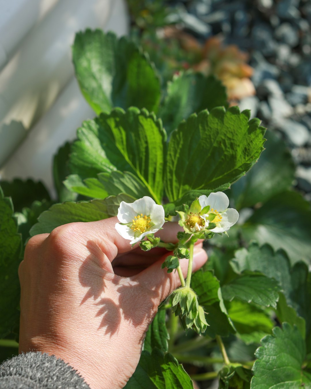 Unveiling the Secrets of Delphinium Gardening