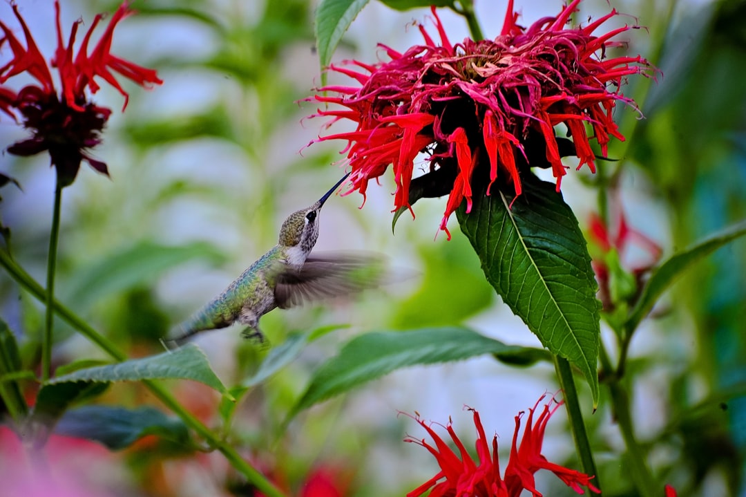 The Enchanting Allure of Goatsbeard in Shady Gardens
