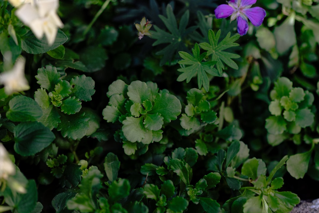 Unleashing the Potential of Chives in Your Edible Garden