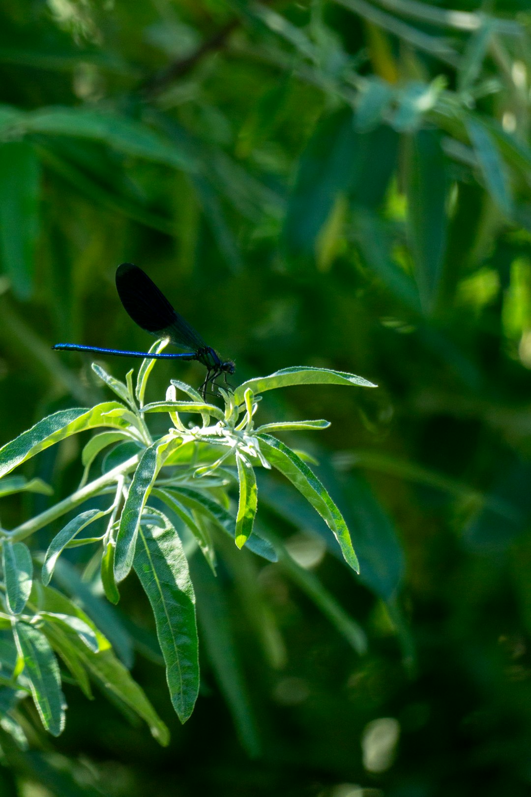 Nature's Tiny Protectors: Unleashing the Power of Ladybugs in Your Garden