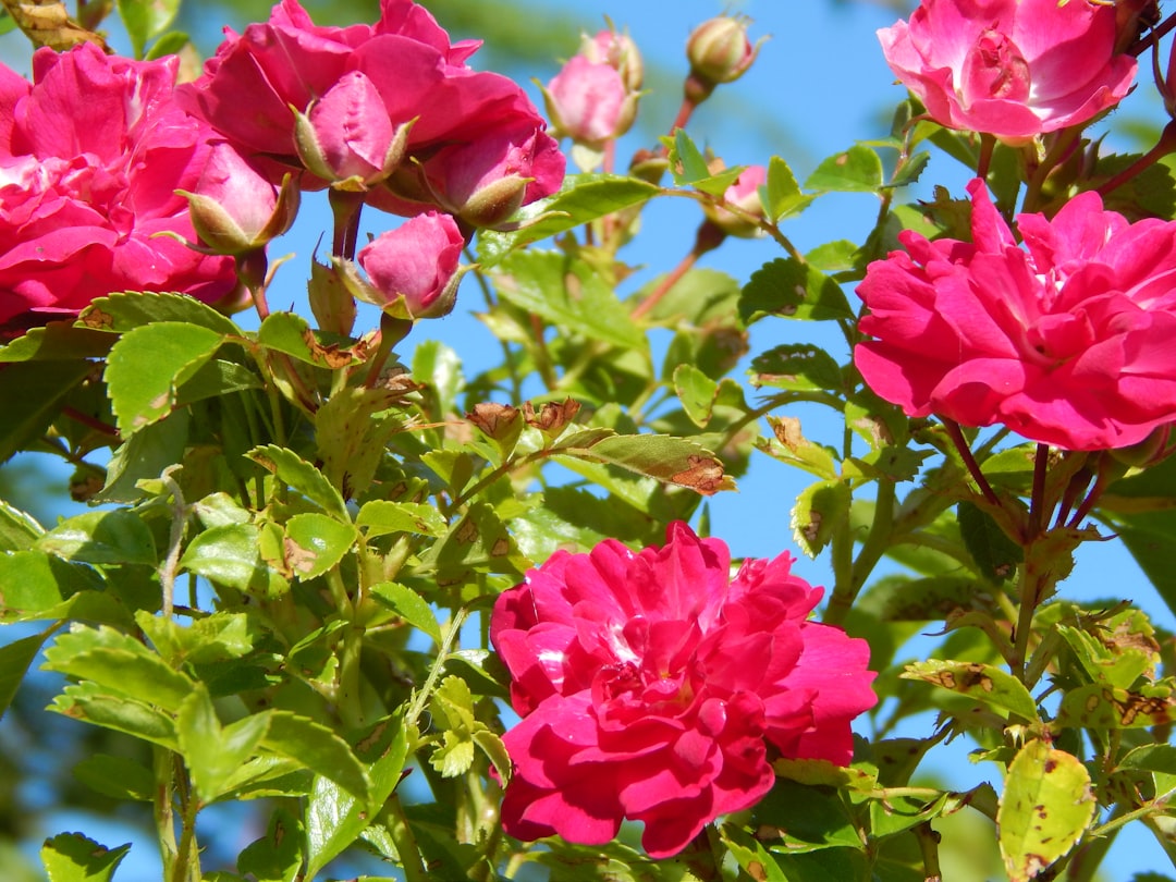 Unveiling the Secrets of Summersweet Growth