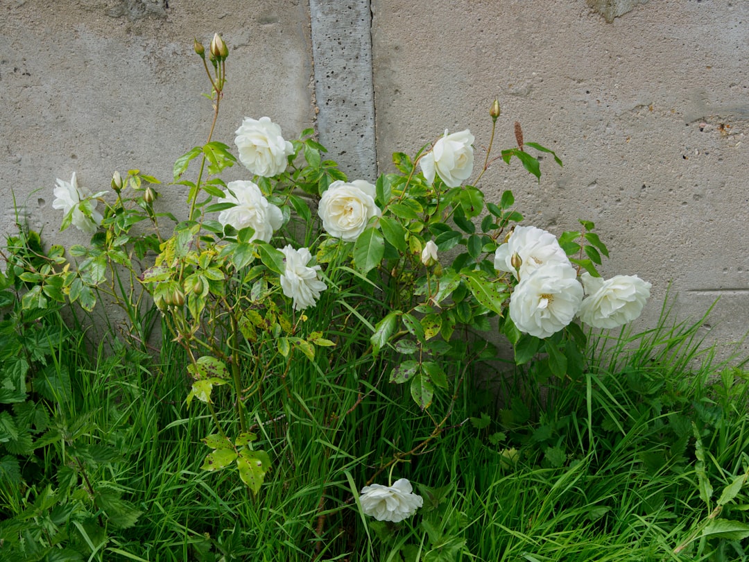 Unveiling the Truth About Japanese Bloodgrass in Your Garden