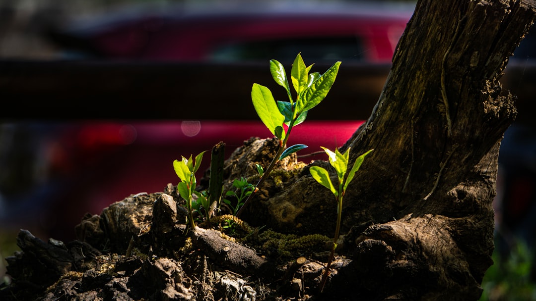 Unveiling the Wonders of a Low - Sun Garden