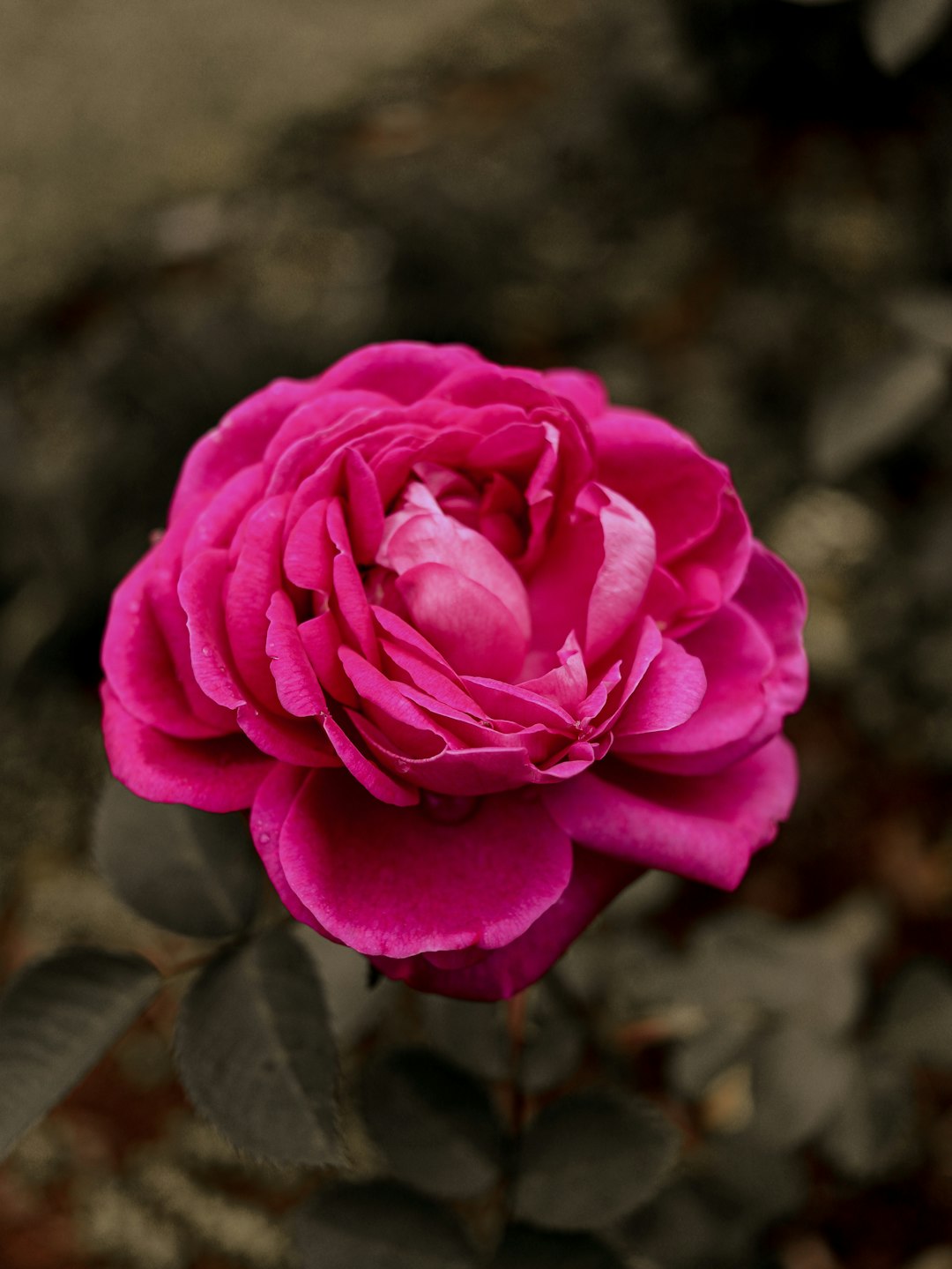 Unveiling the Ever - Lasting Hues of Your Garden