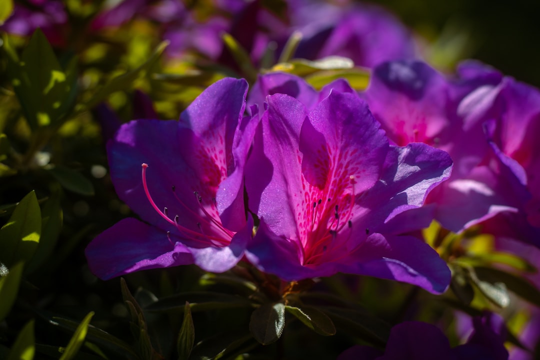 Unleashing the Potential of Graywater in Your Garden