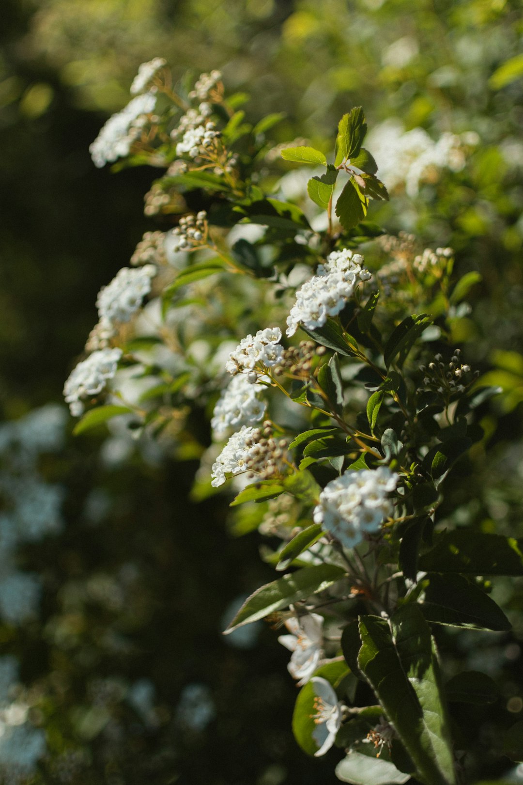 Secrets to a Thriving Yard: Leave the Leaves!